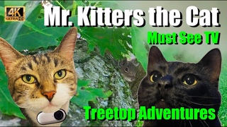 Mr. Kitters the Cat  Must See TV presents Great Deku Tree Adventures