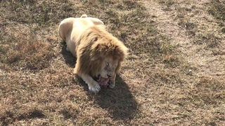 Чип утреннее кормление не пропускает! Chip does not miss the morning feeding!