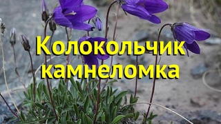 Колокольчик камнеломка. Краткий обзор, описание характеристик, где купить campanula saxifraga