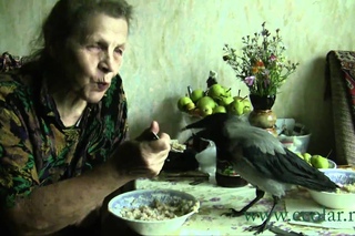 ворона ест кашу с ложки
