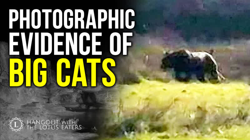 Big Cats in the UK Are All but