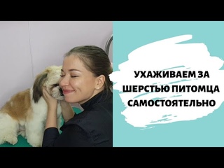 КАК ПРИВЕСТИ СОБАКУ В ПОРЯДОК САМОСТОЯТЕЛЬНО Покажу на примере шит-цу.