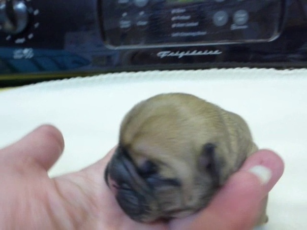 French Bulldog Puppies Oregon French Bulldog Breeders Evana and