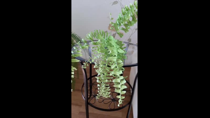 Nephrolepis falcata Mermaidtail (селекция Индонезия) Вид взрослой вайки в