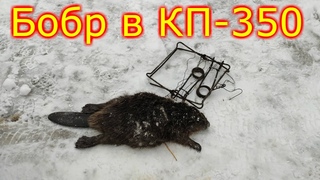 ЛОВЛЯ БОБРА ПРОХОДНЫМ КАПКАНОМ