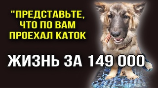 По бездомному щенку проехала машина, раздробив кости | Матвейка готовился умирать