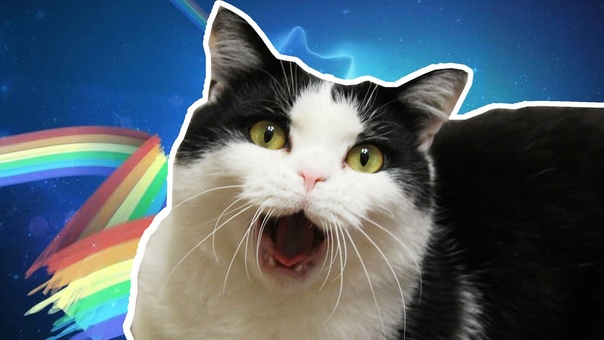 MY CAT WAS IN