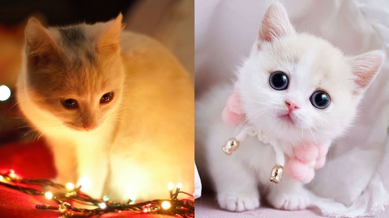 Cute cats, Cats meow in the autumn