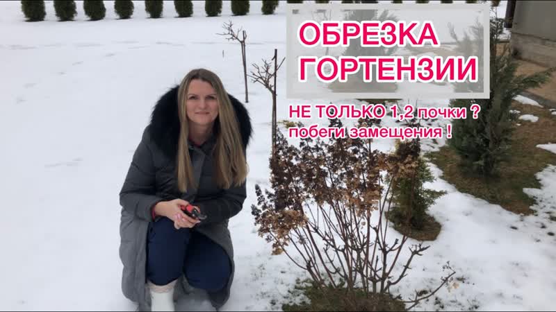 Обрезаю гортензию Пинки Винки, шестилетний куст, Оставляю