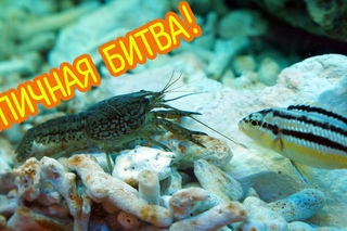 Эпичная битва [мраморный рак и цихлида ауратус]