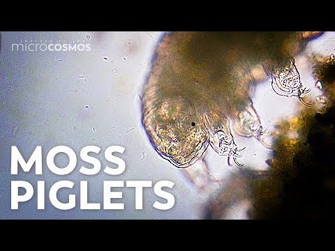 Tardigrades: Chubby, Misunderstood, Not