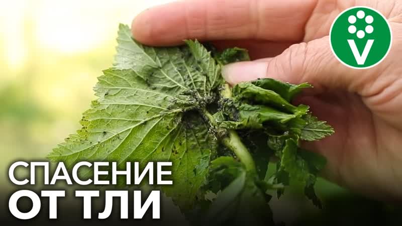 ТЛЯ БОИТСЯ ЭТОГО КАК ОГНЯ Спасаем пораженные кустарники