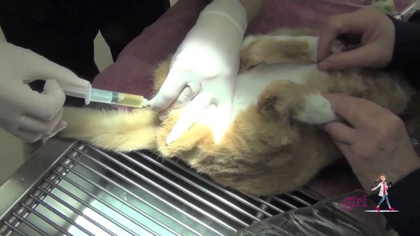 Хирургическое лечение обструкции уретры кошек, Feline Urethral