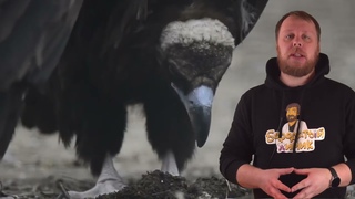 Химия это просто ! “УВЛЕКАТЕЛЬНЫЙ ЧЕТВЕРГ С #БХ #0028