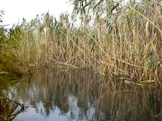 Danube Delta Viewed From a Pedal Boat