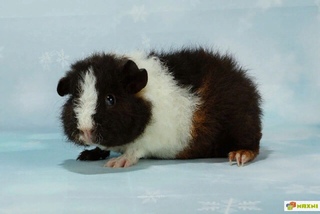 Морские свинки породы американский тедди. Морская свинка тедди агути. Плюшевая морская свинка. Морская свинка породы тедди. Морские свинки породы американский тедди.