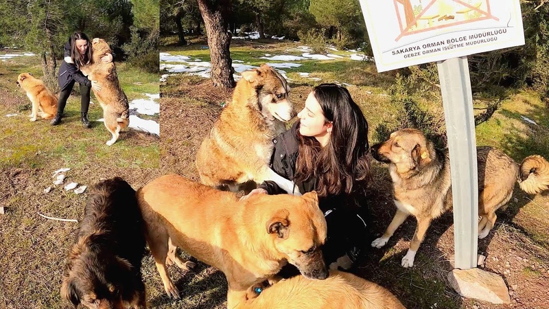 Months later, stray dogs see the woman who rescued and raised them. Feeding dogs with