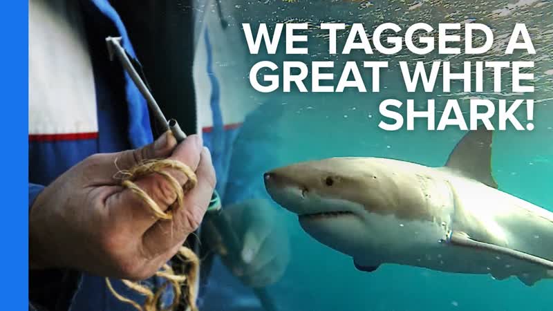 We Tagged a Great White