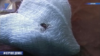 Рост активности клещей продолжается