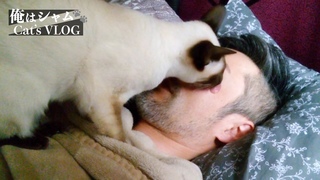 The Cats are licking me too much / Siamese cats wake-up call