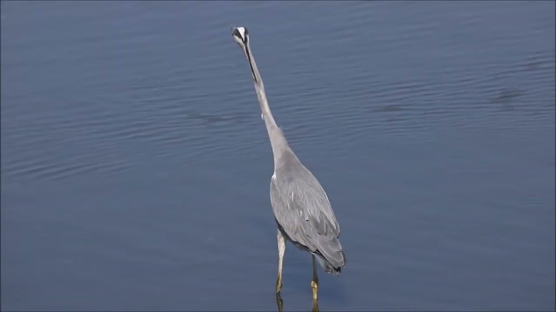 Малая белая и серая цапли. , Egretta garzetta, Ardea cinerea jouyi, Little egret and