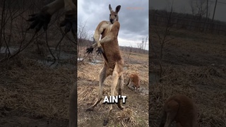 Kangaroo  The Not-So-Cuddly Critters! #shorts