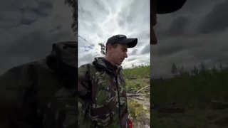 Ягоды Карелии. Как собирают дикую ягоду? Сейчас покажу…