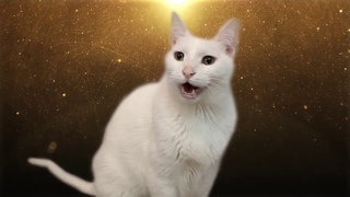 Despacito - Cats version - Versin Gatos
