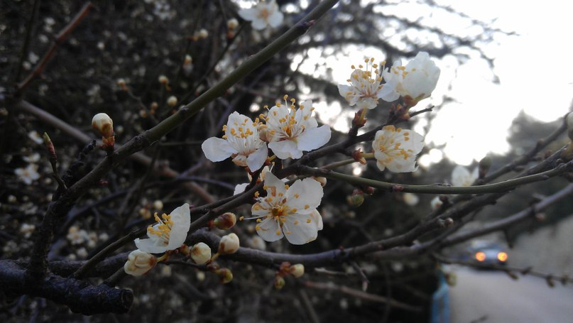 Катя Шереметева ***Grenouille heureuse*** | Nice