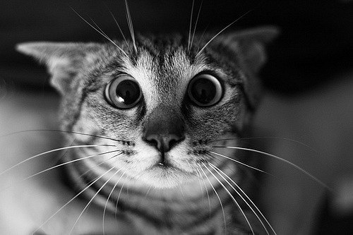 Елена Коледова Петровна | Красноярск