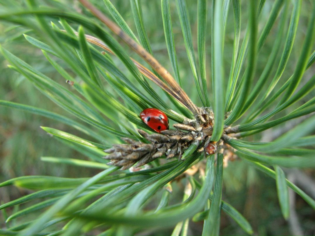 Владимир Зощук То густо То пусто | Севастополь