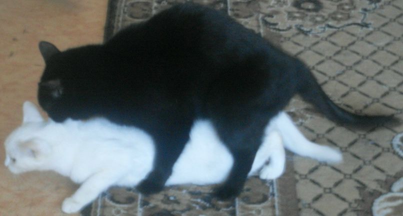 Рената Карелина | Тюмень