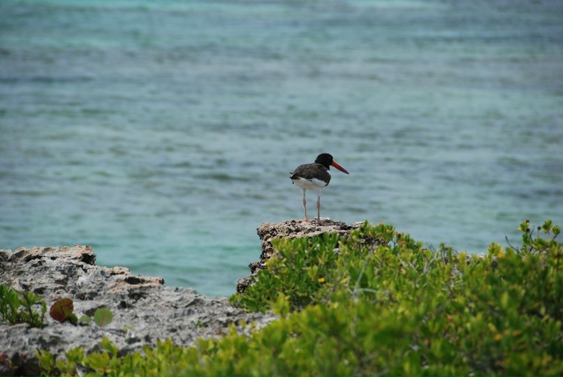 София Яковлева Sonik | Марс