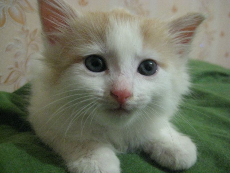 №21, Елена Новикова, 38 лет, Троицк №21, Елена Новикова, 38 лет, Троицк