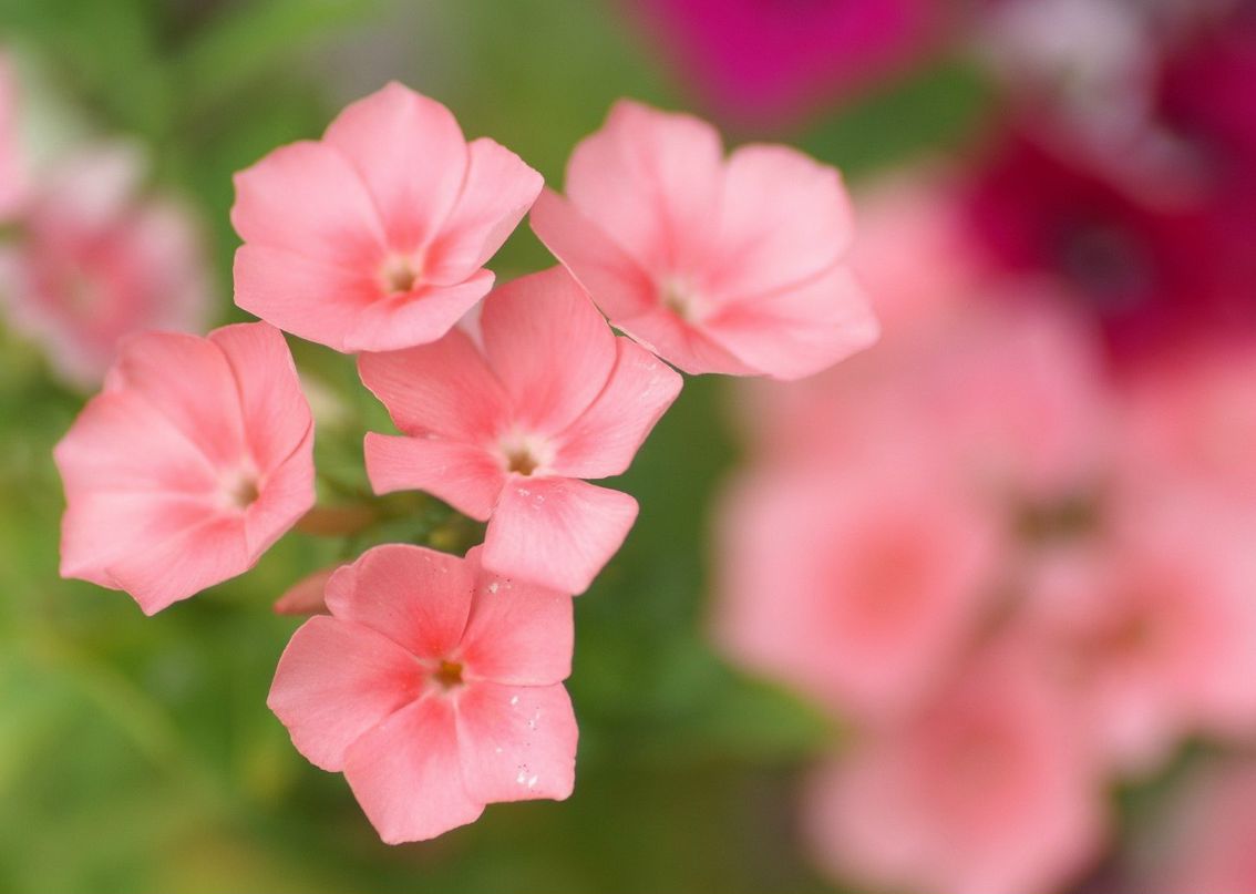 Ольга Кучеренко | Донецк