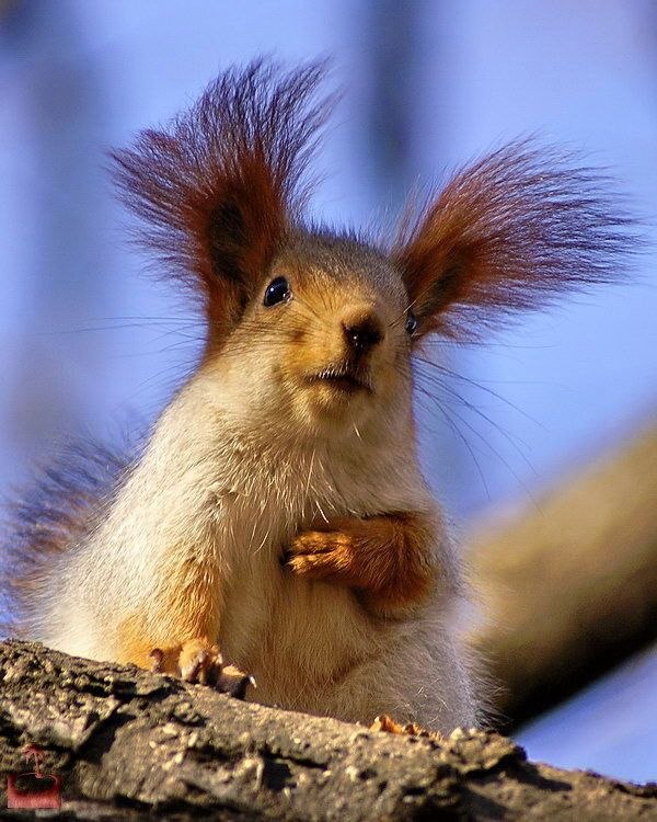 Ольга Анисимова | Люберцы