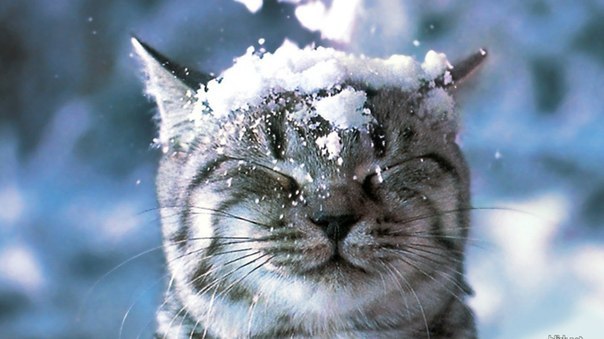 Наталья Прищепова | Городок