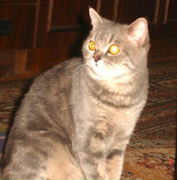 №121, Лилия Нафикова, 31 год, Dubai №121, Лилия Нафикова, 31 год, Dubai