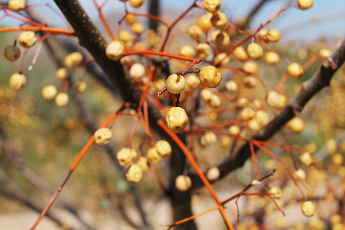 Светлана Турскова Валерьевна | Almería