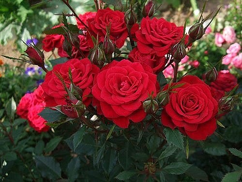 Лена-леночка Федорова | Псков