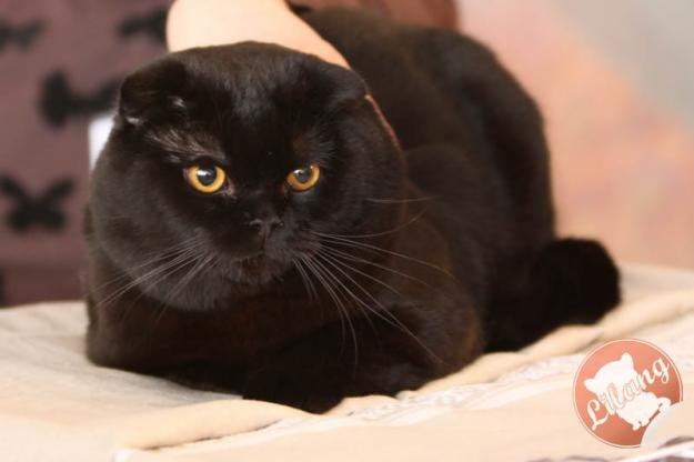 Жорж Головченко | Белая Церковь