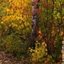 №34, Олег Водинов, Череповец №34, Олег Водинов, Череповец