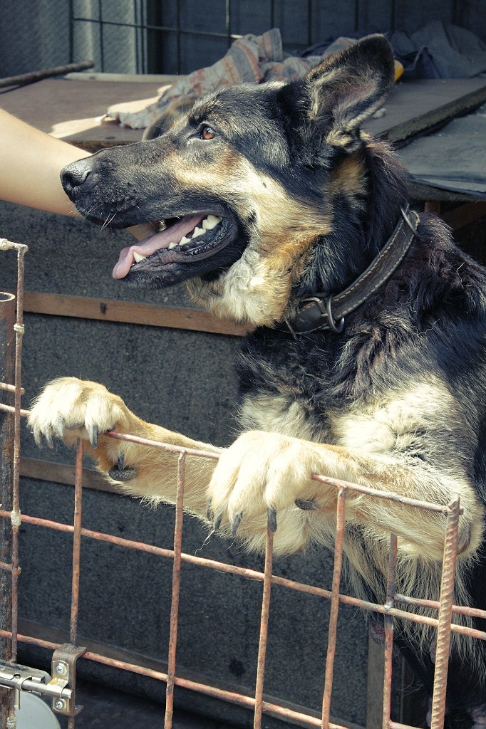 Александр Джанов | Николаев