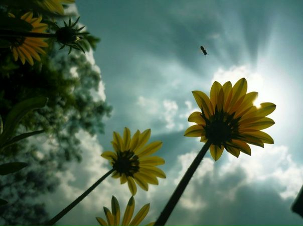 №68, Лилия Ш, Санкт-Петербург №68, Лилия Ш, Санкт-Петербург