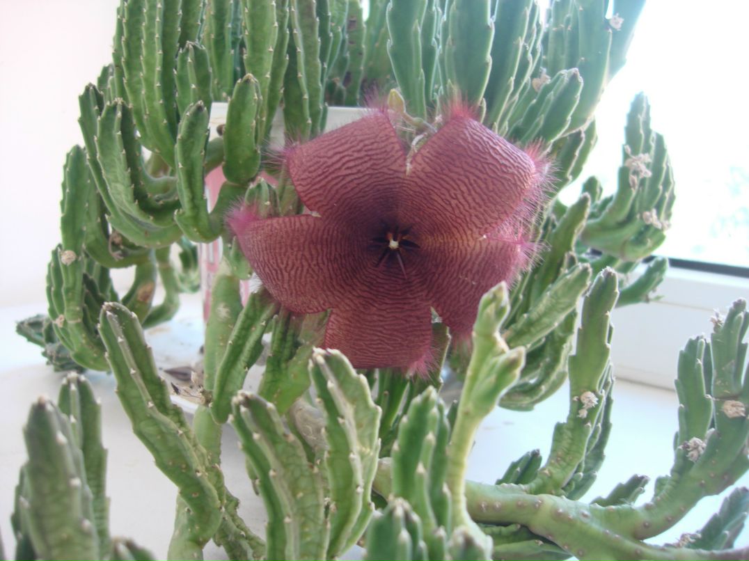 Plushik Plushik | Москва