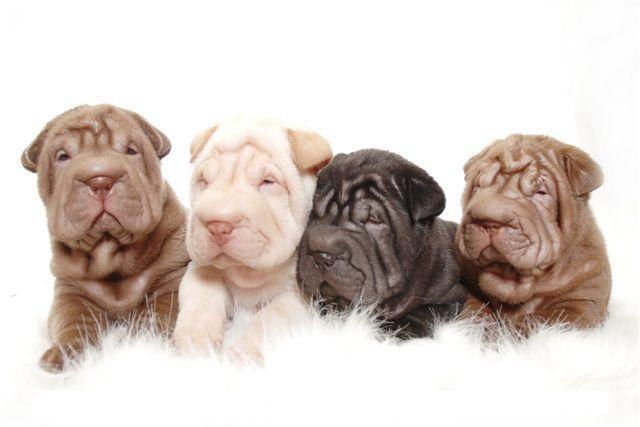 Алёна Третьякова-Пыхонина | Michelstadt