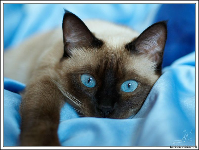 Александра Кица ♏ | 