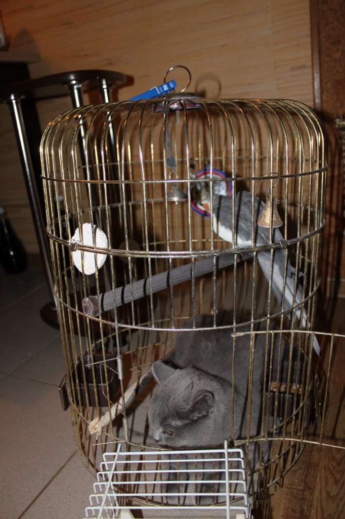 Елена Наумова | Орёл