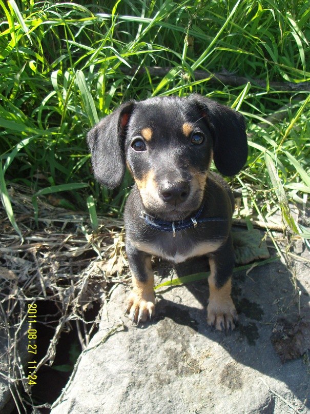 Настюшка Золотаренко | Светловодск