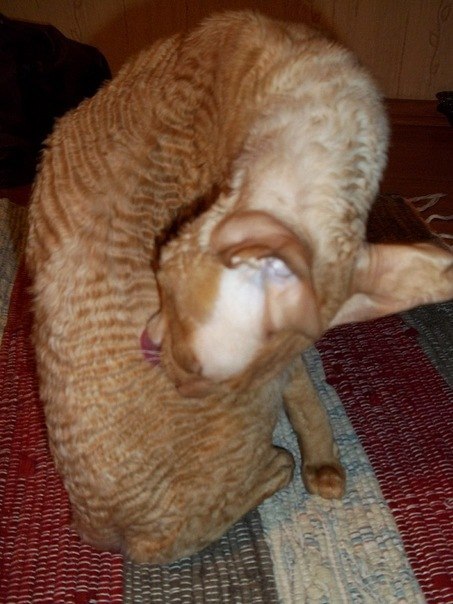 №125, Ольга Трифоненко, Псков №125, Ольга Трифоненко, Псков